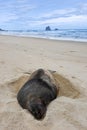 Huge sea lion hibernate on New Zealand sandy beach Royalty Free Stock Photo