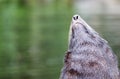 Huge sea lion male on the rock Royalty Free Stock Photo