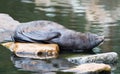 Huge sea lion male on the rock Royalty Free Stock Photo