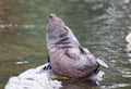 Huge sea lion male on the rock Royalty Free Stock Photo