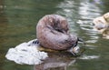 Huge sea lion male on the rock Royalty Free Stock Photo