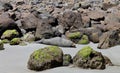 SLEEPY SEA LION ON SANDFLY BEACH, OTAGO PENINSULA NEW ZEALAND