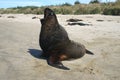 Huge sea lion yawning