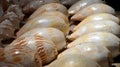 Huge sea shells
