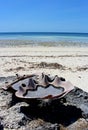 Huge sea shells used for salt production, Sawu island, Indonesia Royalty Free Stock Photo