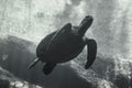 Huge sea turtle swimming under water in Ushakha Durban Royalty Free Stock Photo