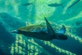 Huge sea turtle swimming under water in Ushakha Durban Royalty Free Stock Photo