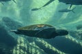 Huge sea turtle swimming under water in Ushakha Durban Royalty Free Stock Photo