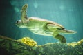 Huge sea turtle underwater next to coral reef Royalty Free Stock Photo