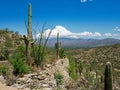 Huge Saguaro Cactus - Saguaro National Park East Royalty Free Stock Photo