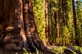 Huge sequoia tree in the Sequoia National park. Royalty Free Stock Photo