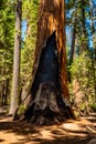 Huge sequoia tree in the Sequoia National park. Royalty Free Stock Photo