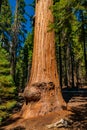 Huge sequoia tree in the Sequoia National park. Royalty Free Stock Photo