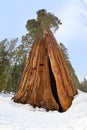 Huge sequoia tree in snow in the sequoia tree national park Royalty Free Stock Photo