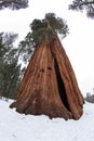 Huge sequoia tree in snow in the sequoia tree national park Royalty Free Stock Photo