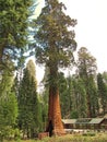 The huge Sequoia trees compared with a house Royalty Free Stock Photo