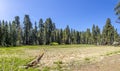 Huge sequoia trees at the place called meadow in Sequoia tree national park Royalty Free Stock Photo