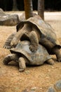 Huge Seychelles tortoises mating at the zoo Royalty Free Stock Photo