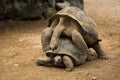 Huge Seychelles tortoises mating at the zoo Royalty Free Stock Photo