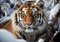 Huge Siberian tiger in winter landscape with falling snow. AI generated