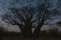 Huge single baobab tree standing in it`s natural habitat during dusk in Namibia, Africa