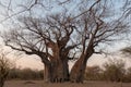Huge single baobab tree standing in it`s natural habitat in Namibia, Africa