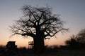 Huge single baobab tree standing in it`s natural habitat during sunset in Namibia, Africa