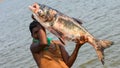 Huge size of Pangasius caught by the Indian fisherman from reservoir at Dhamtari, Chhattisgarh, India Royalty Free Stock Photo