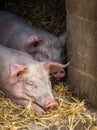 Huge sleepy pigs in a barn
