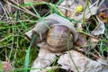 Snail on the slope