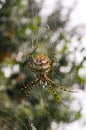 Huge spider (Argiope lobata, Araneidae) on a web, Krimea