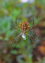 Huge spider (Argiope lobata, Araneidae) on a web, Krimea