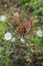 Huge spider (Argiope lobata, Araneidae) on a web, Krimea