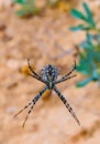 Huge spider (Argiope lobata, Araneidae) on a web, Krimea