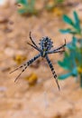 Huge spider (Argiope lobata, Araneidae) on a web, Krimea