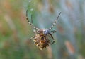 Huge spider (Argiope lobata, Araneidae) on a web, Krimea