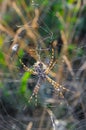 Huge spider (Argiope lobata, Araneidae) on a web, Krimea