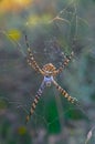 Huge spider (Argiope lobata, Araneidae) on a web, Krimea