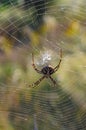 Huge spider (Argiope lobata, Araneidae) on a web, Krimea