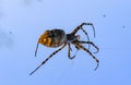 Huge spider (Argiope lobata, Araneidae) on a web, Krimea