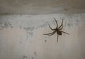 Huge spider with cobweb stick on old wall Royalty Free Stock Photo