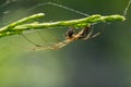 Huge Colorful Spider Waiting for Its Prey on a Green Plant