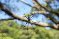 Huge spider in Lamma island Royalty Free Stock Photo
