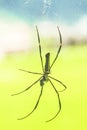 Huge spider with large legs and black and yellow body attentive in its web while wrapping some prey or newly captured insect.  beh Royalty Free Stock Photo