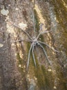 Huge Spider On Rock Royalty Free Stock Photo