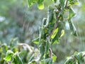 Closeup of a Huge Spiderweb on a Harry Lauder Walking Stick Tree