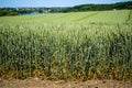 Huge spikelets of wheat on high stems on the field against the background of the sky and a small village Royalty Free Stock Photo