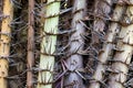 Huge spikes cover tropical trees