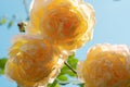 huge splendid roayl tea rose (Charles Austin) against blue sky at sunny day. close up