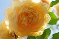 huge splendid roayl tea rose (Charles Austin) against blue sky at sunny day. macro